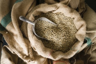 A big metal scoop in the raw coffee seeds sack