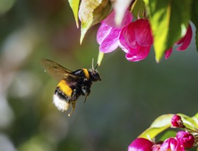 Macro of a bumblebee flying to a pink apple blossom