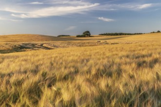 Field of barley in evening light near Ulsnis in Angeln in Schleswig-Holstein, Germany. Field of