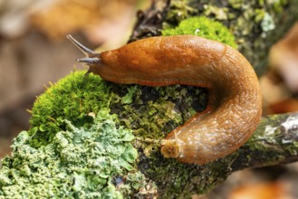 Slug (Spanish slug, Arion vulgaris) crawling on a moss-covered branch with lichens, detailed
