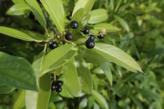 Laurel cherry (Prunus laurocerasus), poisonous plant, Schwäbisch Hall, Hohenlohe,