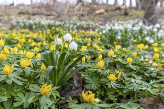 Early bloomers Winter aconites and spring snowflakes Zehling nature reserve Ballenstedt
