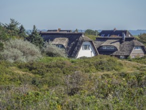 Thatched houses embedded in green vegetation in sunny weather, langeoog, germany