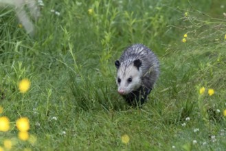 Opossum is native American animal
