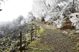 Hiking trail along the Mörschieder Burr in the Hunsrück-Hochwald National Park with hoarfrost and