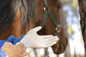 Close-up of a veterinarian putting on gloves to vaccinate and treat the horse, horse on background