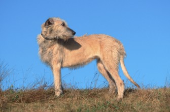 Irish Wolfhound, page