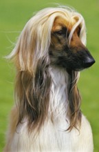 Afghan Hound, Portrait of a Dog