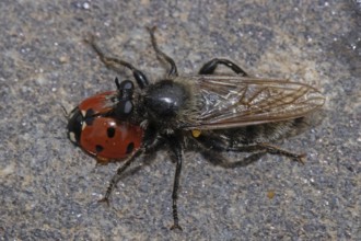Robber fly sitting on the ground left looking ladybird feeding