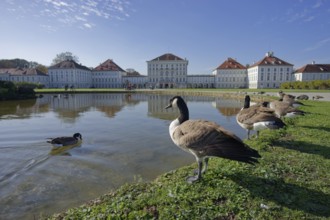 Canada geese in front of Nymphenburg Palace, Munich, Bavaria, Free State, Isar, Germany, Europe