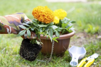 Yellow and orange marigold seedlings with roots are prepared for planting in the open ground in