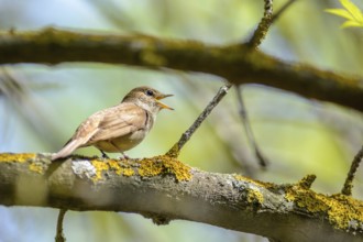 The nightingale sings, having opened a beak, sitting on a branch in a nature reserve in the