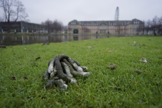 Goose droppings on the banks of the Eckensee, wild goose problem, wild geese, wild goose, Nile