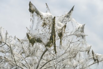 Mass emergence of ermine moth caterpillars (Yponomeutidae) and their nesting webs hanging on in the