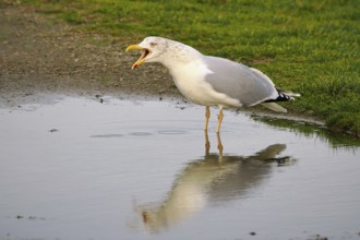 Screaming gull (Larinae), Brouwersdam, province of South Holland, Netherlands