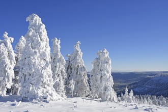 Winter landscape, trees with hoarfrost, Hornisgrinde, Central Black Forest nature park Park,