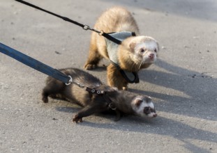 Two ferret for a walk with a collar and leash