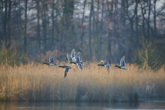 Mallards (Anas platyrhynchos) flying over a pond in the morning light in front of autumnal forest,