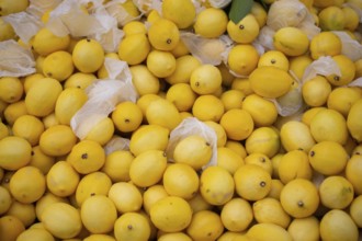 Lemons Citrus fruits on a market as texture or background