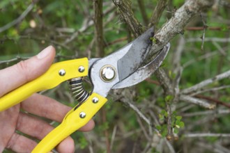 Pruning branches of the barberry bush with pruner shears in spring. The formation of the crown of a