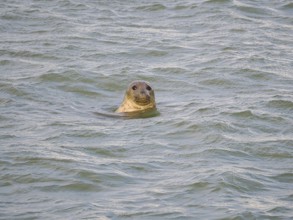 Harbour seal (Phoca vitulina) at the Dutch North Sea, Brouwersdam, province of South Holland,