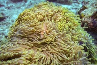Pink skunk clownfish trying to hide, The Maldives