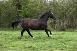 Akhal Teke, Horse Breed from Turkmenistan, Mare Galloping