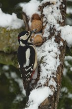 Great spotted woodpecker (Dendrocopos major), Great spotted woodpecker