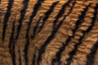 Siberian Tiger (panthera tigris altaica), Close up of Skin