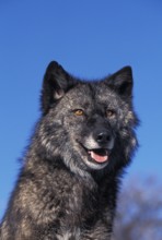 MACKENZIE VALLEY gray wolf (canis lupus) mackenzii, PORTRAIT OF AN ADULT, CANADA