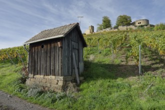 Vineyard hut, autumn in the vineyards near the Weibertreu castle ruins, Weinsberg, Weinsberg