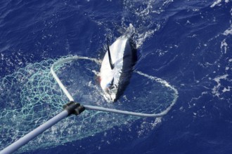 Blue fin tuna Mediterranean big game fishing and release