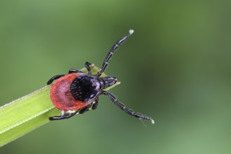 Castor Bean Tick, Ixodes ricinus, tick
