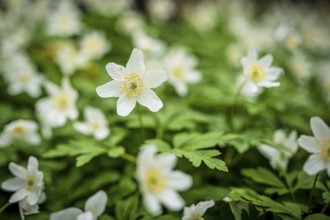 Close-up of white anemones and green leaves, sharp image in the foreground, spring-like nature,