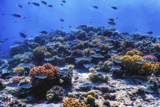 Underwater view of the coral reef, Tropical waters, Marine life