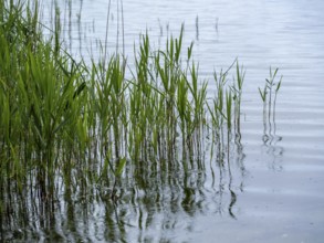 Common reed (Phragmites australis) on the shore of Lake Schaalsee, Zarrentin am Schaalsee,