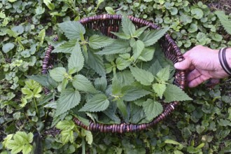 Basket with wild herbs, nettle, dandelion, goutweed