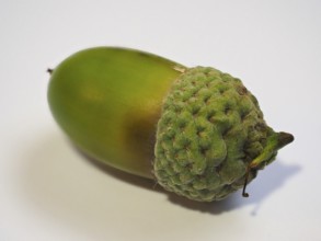 Acorn nut fruit of oak trees (Quercus), white background, North Rhine-Westphalia, Germany, Europe