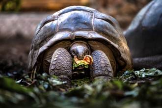 Turtle with food in its mouth in its natural environment, Praslin, Seychelles, Africa