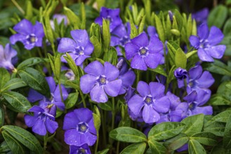 Purple blue flowers of periwinkle, vinca minor