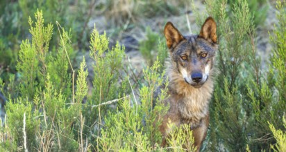 Iberian Wolf, Grey Wolf, Canis lupus signatus, Zamora, Castile and León, Spain, Europe