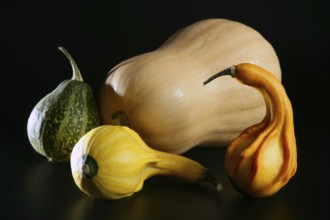 Varied colorful pumpkin still over black background