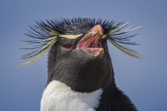 Rockhopper penguin (Eudyptes chrysocome), portrait, Pebble Island, Falkland Islands, Great Britain,