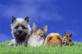 Pets: Cairn Terrier, Norwegian Forest Cat, Coronet Guinea Pig Pig and Golden Hamster, pets: Cairn