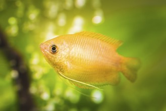 Honey gourami (Trichogaster chuna) tropical aquarium fish in fish tank. aquaria concept