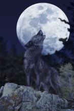 European Wolf (canis lupus), Adult Baying at the Moon