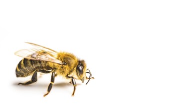 Honey bee macro, isolated on white background. Bee concept. Copy space on right