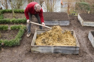 Cold frame, manure bed, straw and manure is filled in