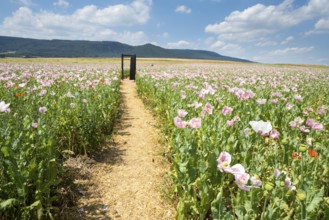 Opium poppy field, Germerode, Werra-Meissner district, Hesse, Germany, Europe