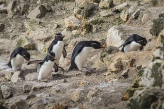 Rockhopper penguins (Eudyptes chrysocome) on the way to their colony, Pebble Island, Falkland